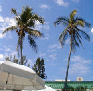 wp4347a0bb.gif